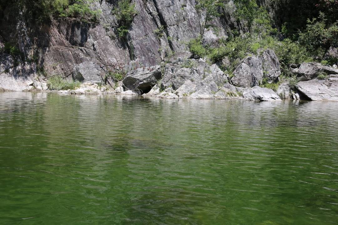 中国大鲵保护研究_娃娃鱼现在市面上是多少钱一斤_大鲵物种多样性