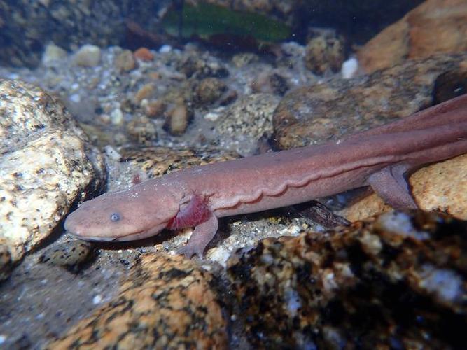 娃娃鱼现在市面上是多少钱一斤_大鲵物种多样性_中国大鲵保护研究
