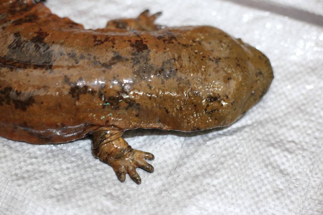 娃娃鱼现在市面上是多少钱一斤_大鲵物种多样性_中国大鲵保护研究