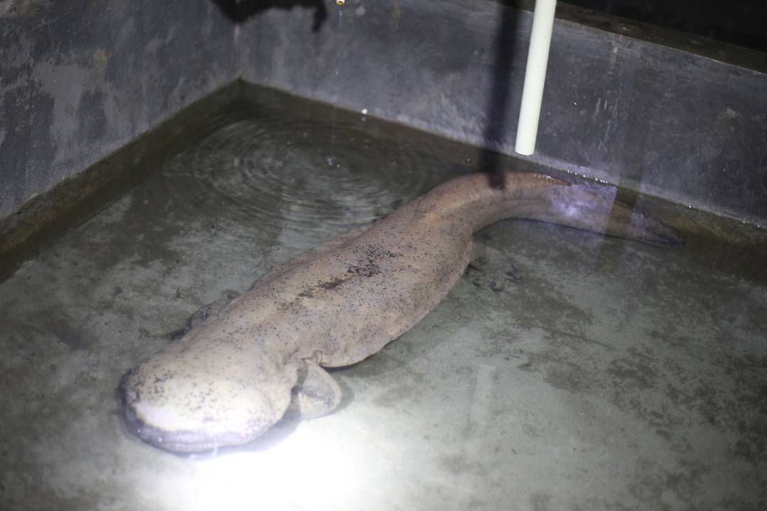 娃娃鱼现在市面上是多少钱一斤_大鲵物种多样性_中国大鲵保护研究