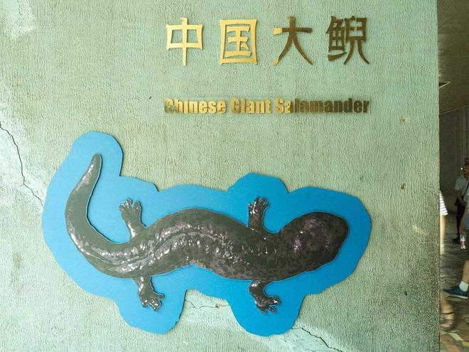 大鲵物种多样性_中国大鲵保护研究_娃娃鱼现在市面上是多少钱一斤