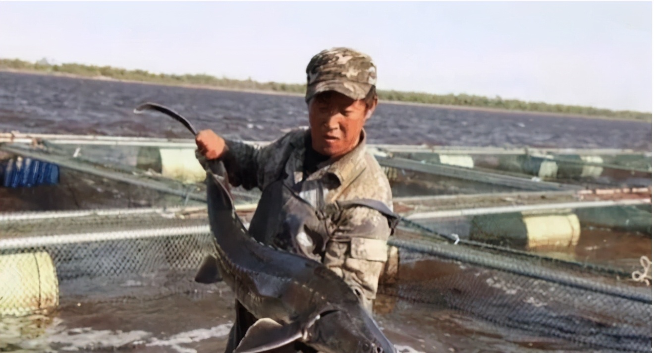 中国大鲵价格暴跌原因_娃娃鱼现在市面上是多少钱一斤_大鲵养殖市场分析