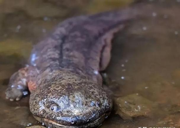 娃娃鱼现在市面上是多少钱一斤_大鲵养殖市场分析_中国大鲵价格暴跌原因