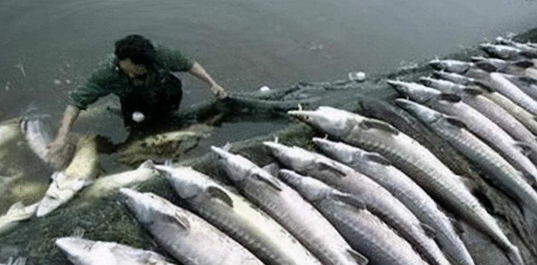 娃娃鱼现在市面上是多少钱一斤_中国大鲵价格暴跌原因_大鲵养殖市场分析