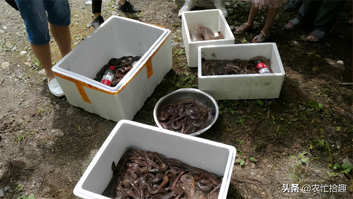 娃娃鱼市场价格波动_娃娃鱼现在市面上是多少钱一斤_娃娃鱼养殖利润