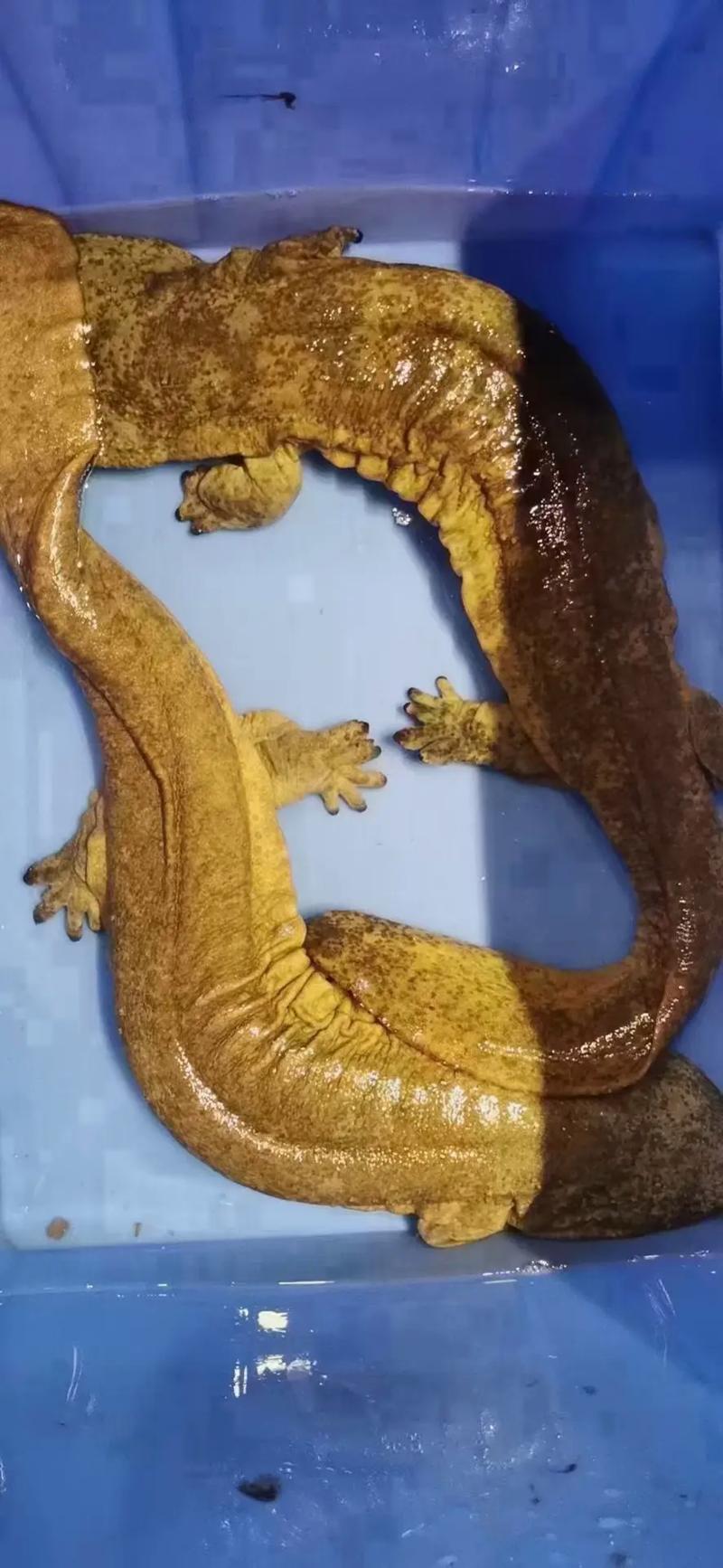 娃娃鱼养殖利润_娃娃鱼市场价格波动_娃娃鱼现在市面上是多少钱一斤