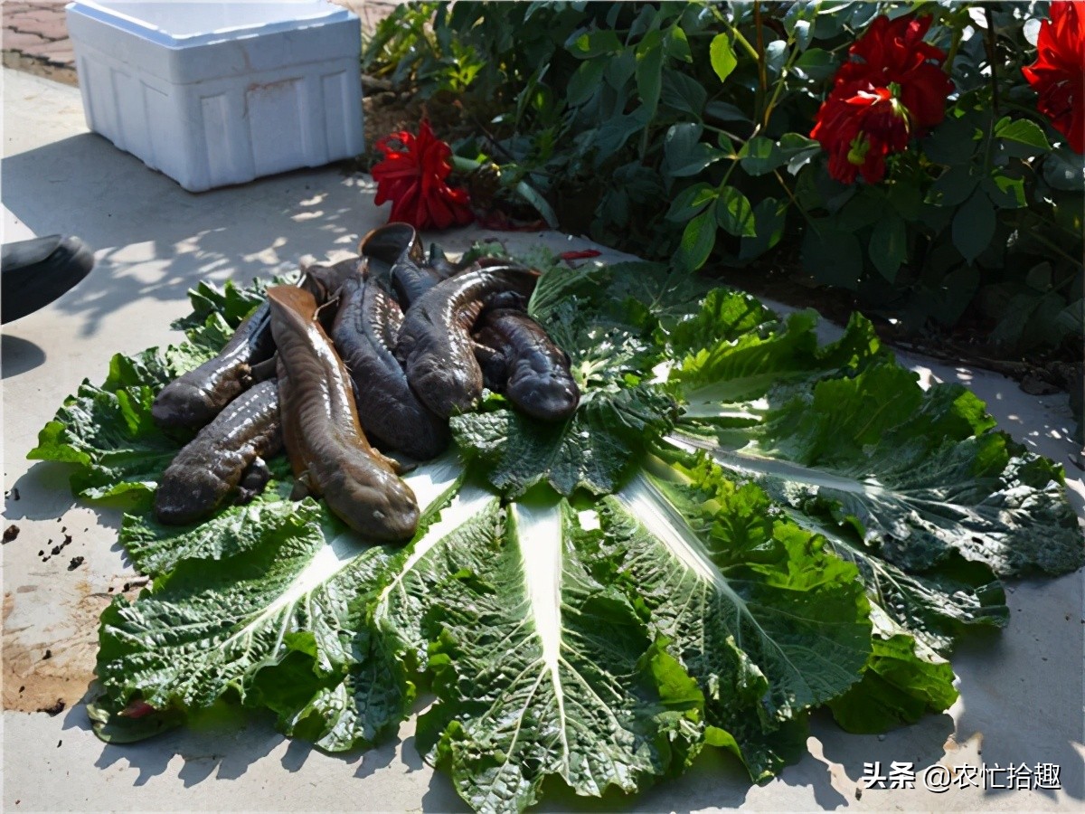 娃娃鱼现在市面上是多少钱一斤_娃娃鱼市场价格波动_娃娃鱼养殖利润