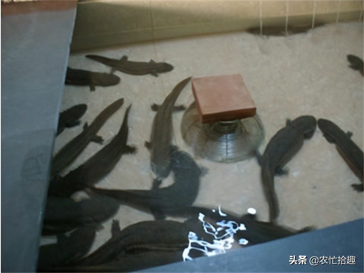 娃娃鱼养殖利润_娃娃鱼市场价格波动_娃娃鱼现在市面上是多少钱一斤