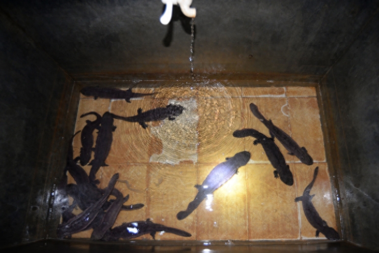 汉子在300米溶洞内养娃娃鱼,最大的40斤,售价让他很受伤