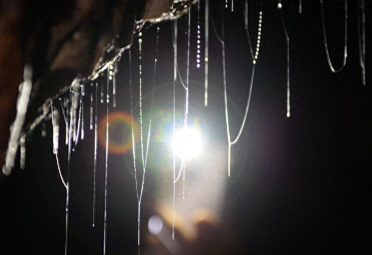 汉子在300米溶洞内养娃娃鱼,最大的40斤,售价让他很受伤