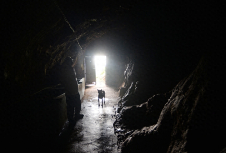 汉子在300米溶洞内养娃娃鱼,最大的40斤,售价让他很受伤