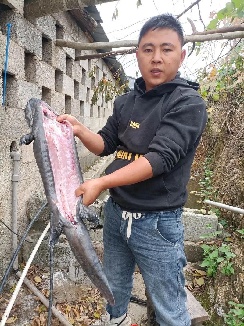 娃娃鱼养殖技术_娃娃鱼现在市面上是多少钱一斤_湖南娃娃鱼养殖