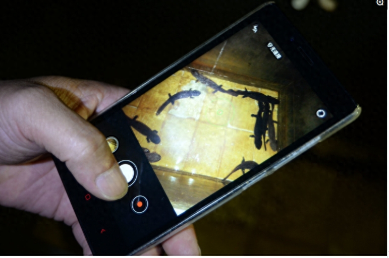 汉子在300米溶洞内养娃娃鱼,最大的40斤,售价让他很受伤