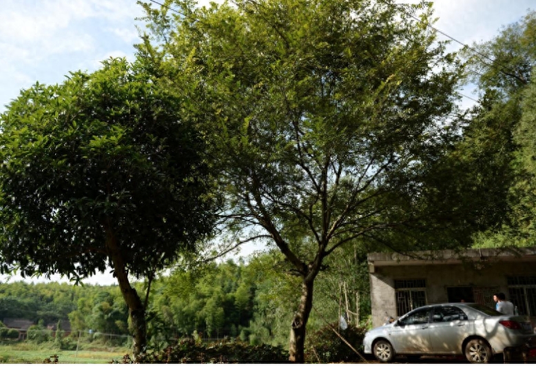 汉子在300米溶洞内养娃娃鱼,最大的40斤,售价让他很受伤