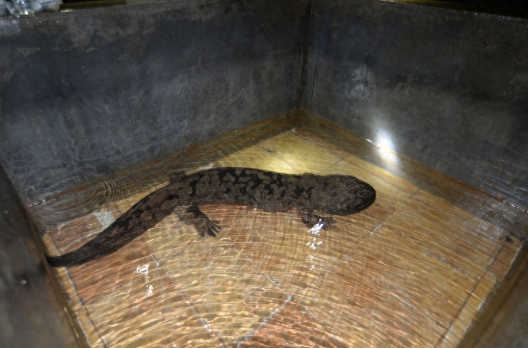 汉子在300米溶洞内养娃娃鱼,最大的40斤,售价让他很受伤