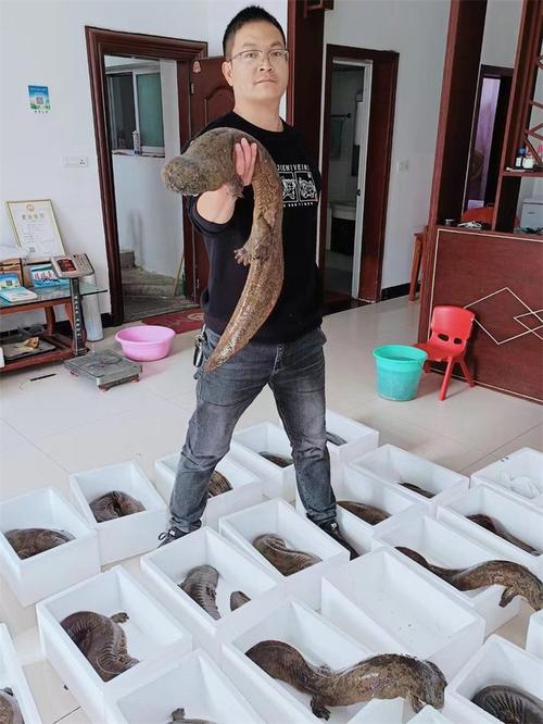 娃娃鱼现在市面上是多少钱一斤_娃娃鱼养殖技术_湖南娃娃鱼养殖