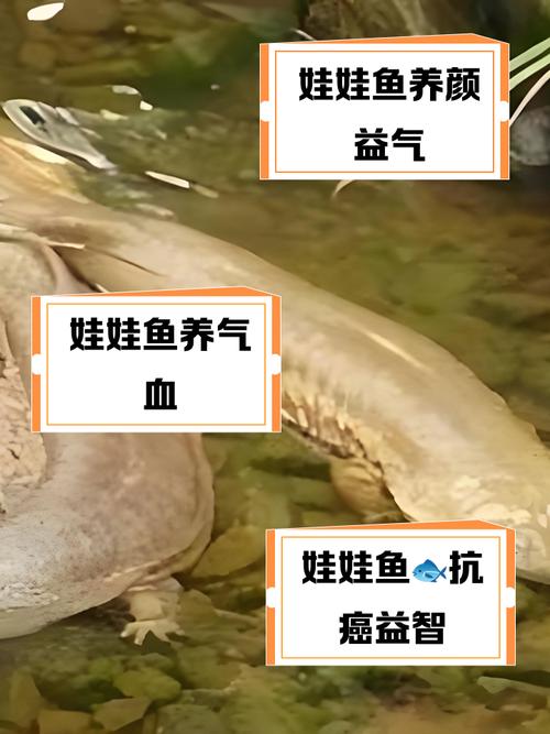 上海娃娃鱼市场流通监管_娃娃鱼现在市面上是多少钱一斤_娃娃鱼专用标识管理