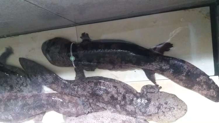 娃娃鱼专用标识管理_娃娃鱼现在市面上是多少钱一斤_上海娃娃鱼市场流通监管