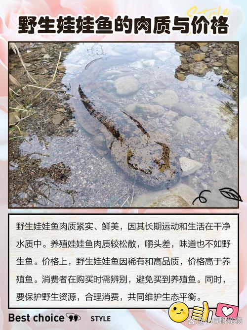 娃娃鱼专用标识管理_娃娃鱼现在市面上是多少钱一斤_上海娃娃鱼市场流通监管