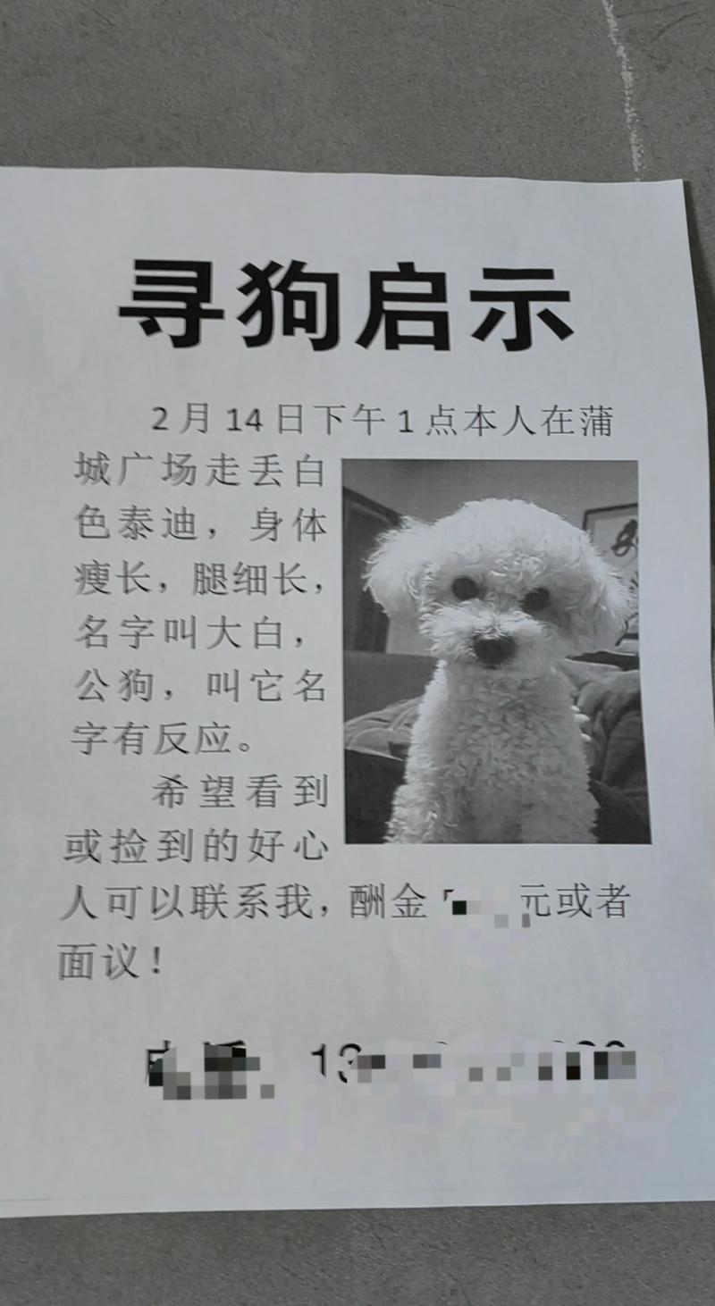 小白的选择主要内容_小白的选择读后感 杨红樱 笑猫日记