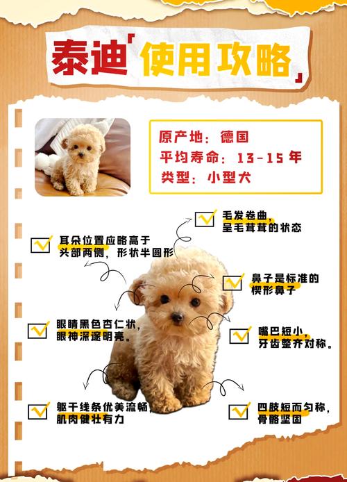 小白的选择读后感 杨红樱 笑猫日记_小白的选择主要内容