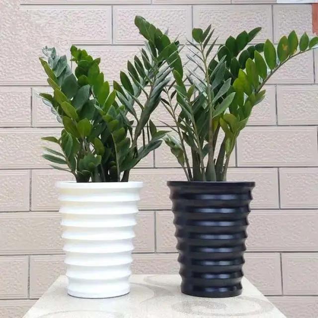 金钱树养护技巧_富贵菊种植方法_富贵满堂盆花图片