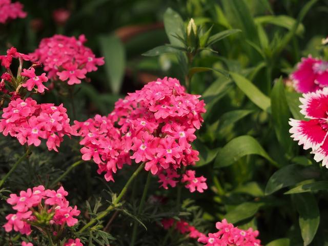 富贵满堂盆花图片_富贵菊种植方法_金钱树养护技巧