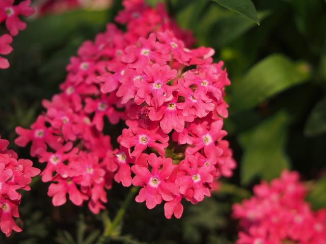 富贵满堂盆花图片_富贵菊种植方法_金钱树养护技巧