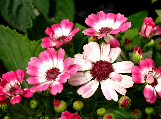 富贵满堂盆花图片_金钱树养护技巧_富贵菊种植方法