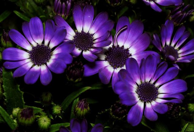 金钱树养护技巧_富贵菊种植方法_富贵满堂盆花图片