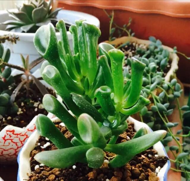 富贵菊种植方法_金钱树养护技巧_富贵满堂盆花图片