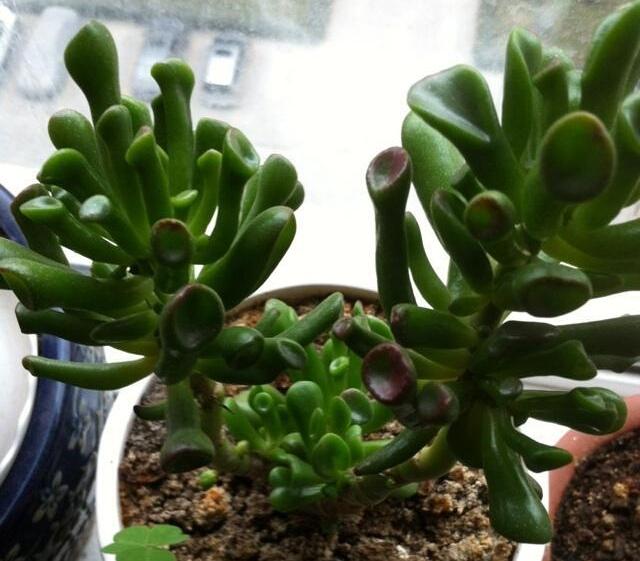 富贵菊种植方法_金钱树养护技巧_富贵满堂盆花图片