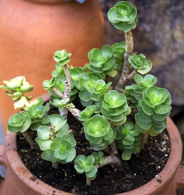 富贵菊种植方法_金钱树养护技巧_富贵满堂盆花图片