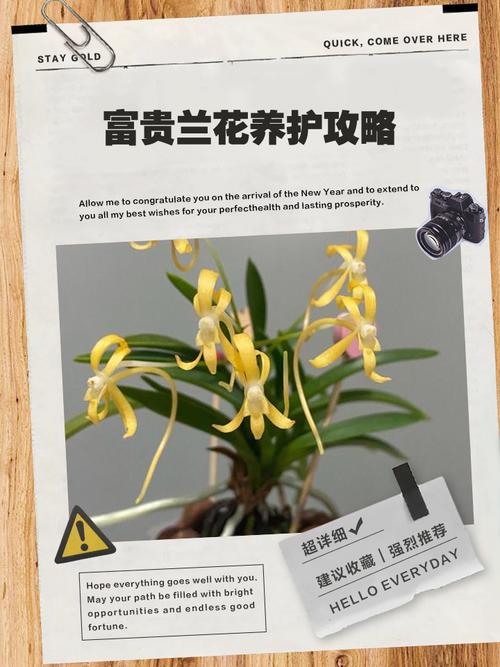 富贵满堂盆花图片_富贵菊种植方法_金钱树养护技巧