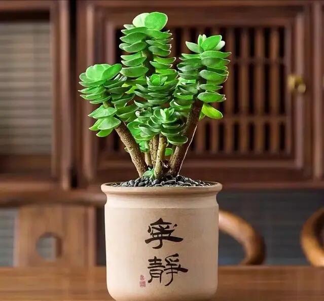 金钱树养护技巧_富贵满堂盆花图片_富贵菊种植方法