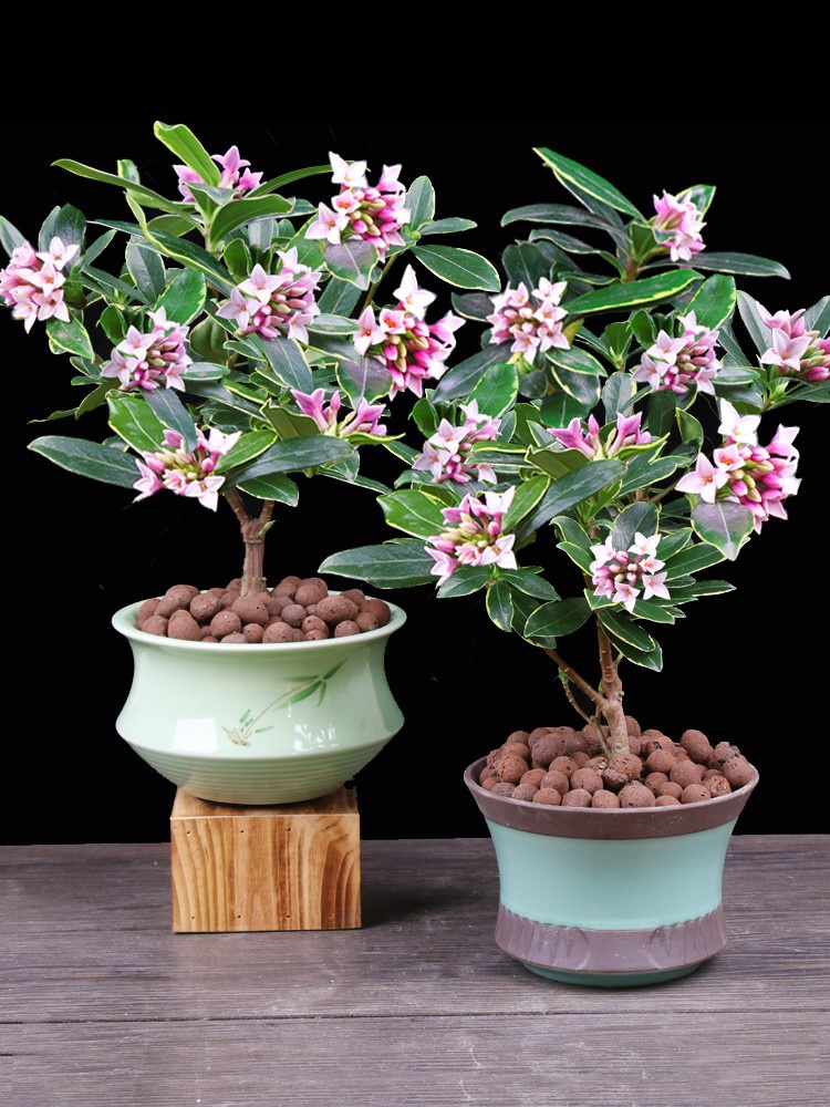 冬季养护花卉_富贵满堂盆花图片_年宵花推荐