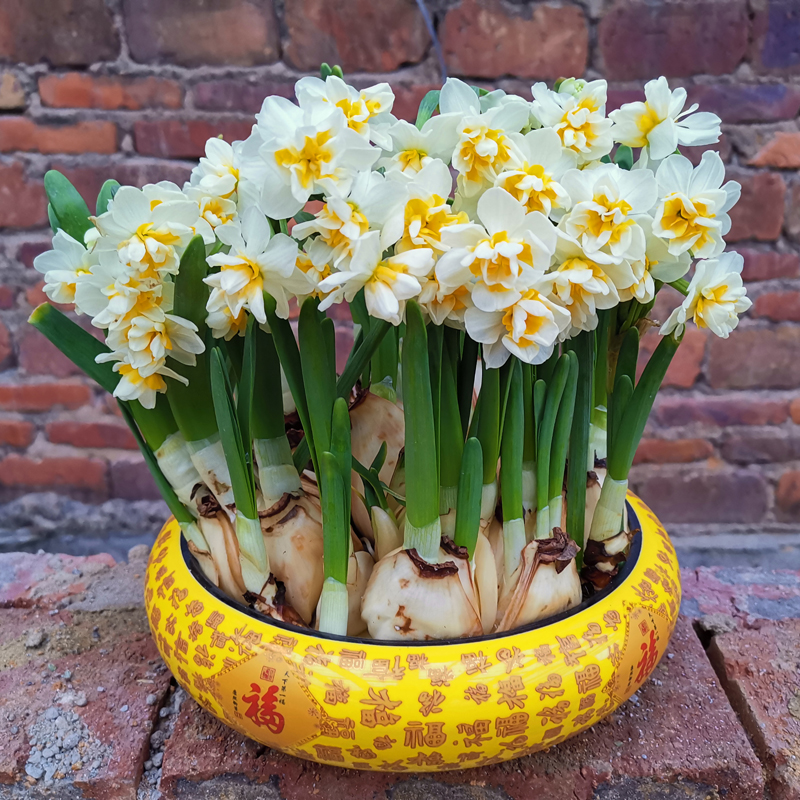 富贵满堂盆花图片_冬季养护花卉_年宵花推荐