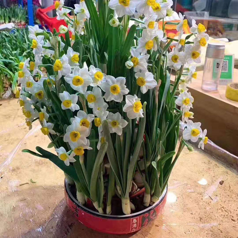 年宵花推荐_富贵满堂盆花图片_冬季养护花卉