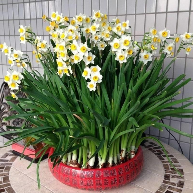 冬季养护花卉_富贵满堂盆花图片_年宵花推荐