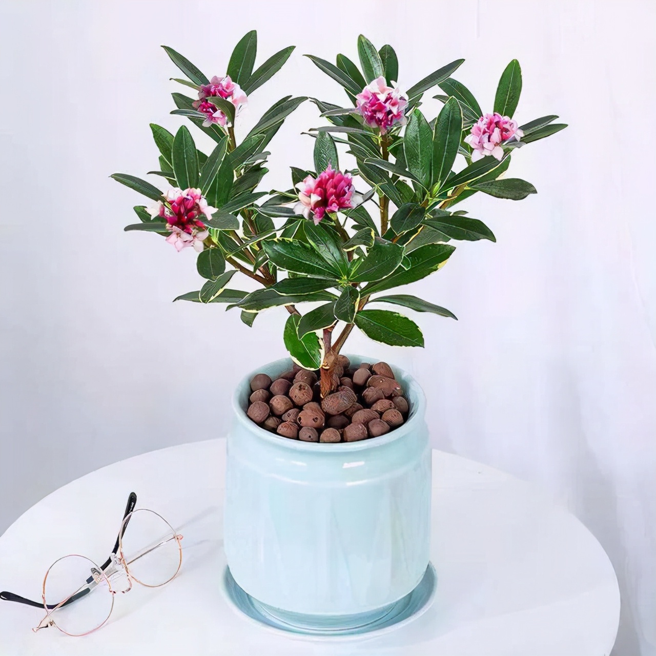 冬季养护花卉_年宵花推荐_富贵满堂盆花图片