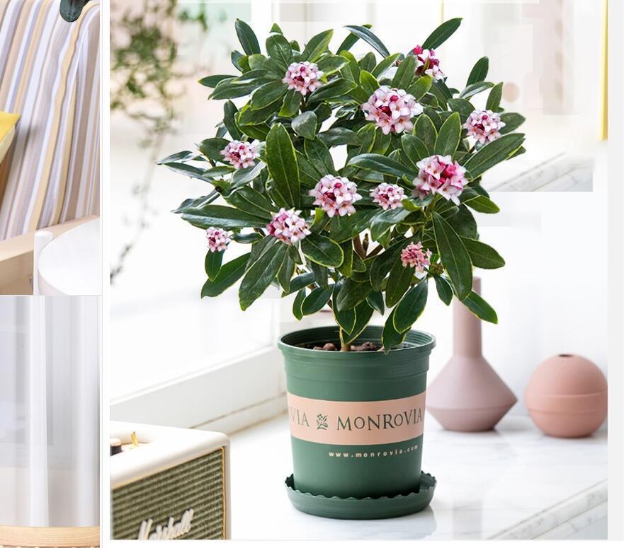 冬季养护花卉_富贵满堂盆花图片_年宵花推荐