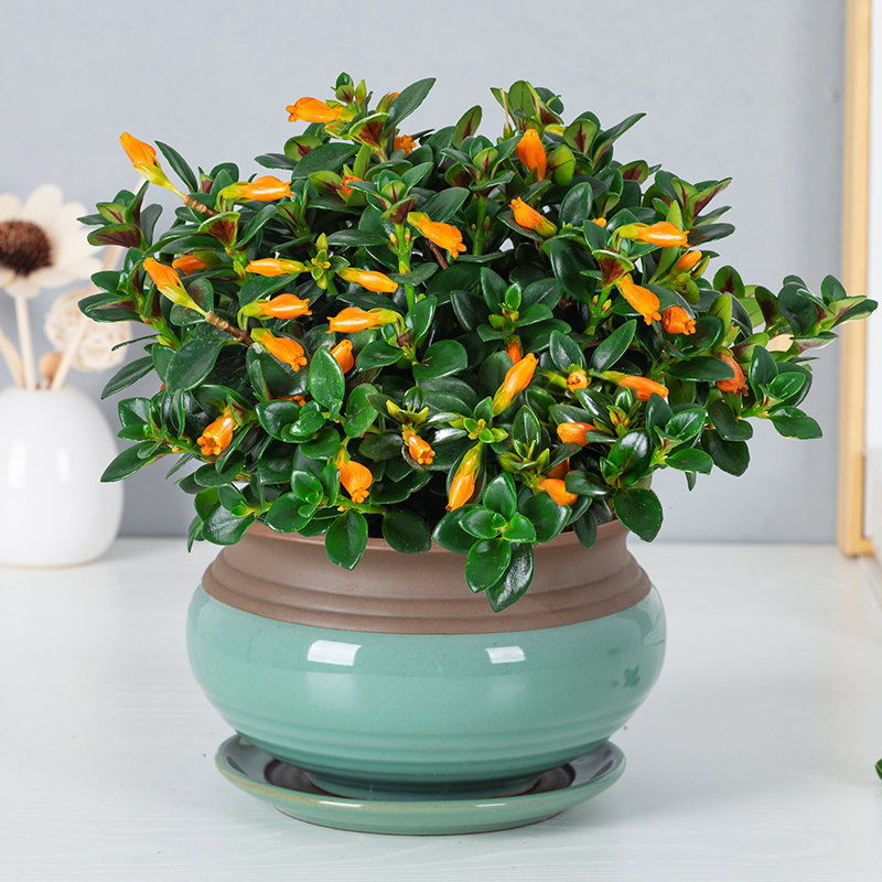 富贵满堂盆花图片_年宵花推荐_冬季养护花卉