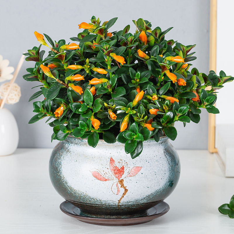 富贵满堂盆花图片_冬季养护花卉_年宵花推荐