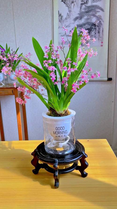 冬季养护花卉_富贵满堂盆花图片_年宵花推荐