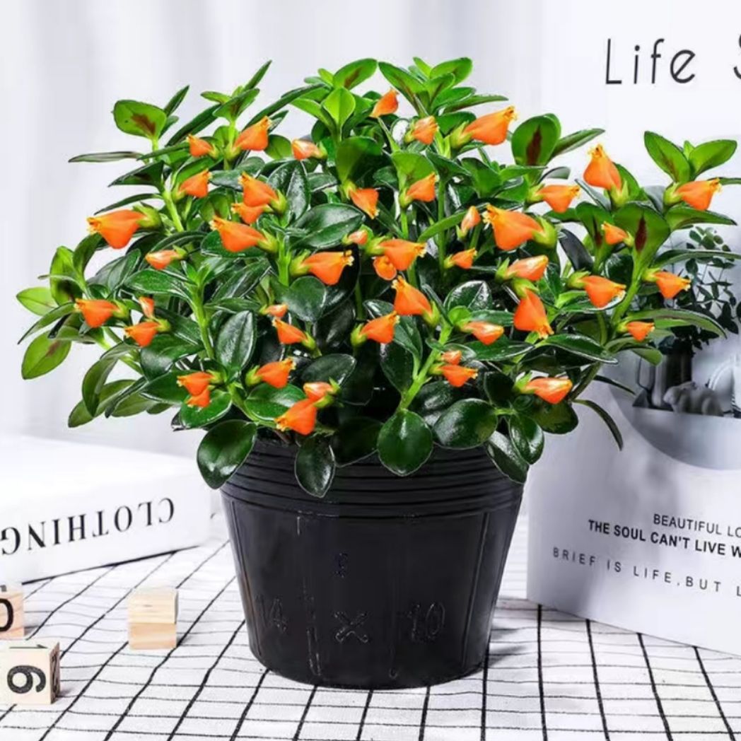 年宵花推荐_富贵满堂盆花图片_冬季养护花卉