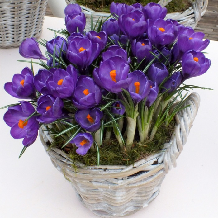 冬季养护花卉_年宵花推荐_富贵满堂盆花图片