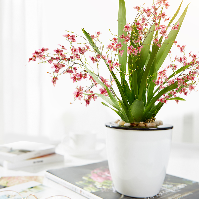 年宵花推荐_富贵满堂盆花图片_冬季养护花卉