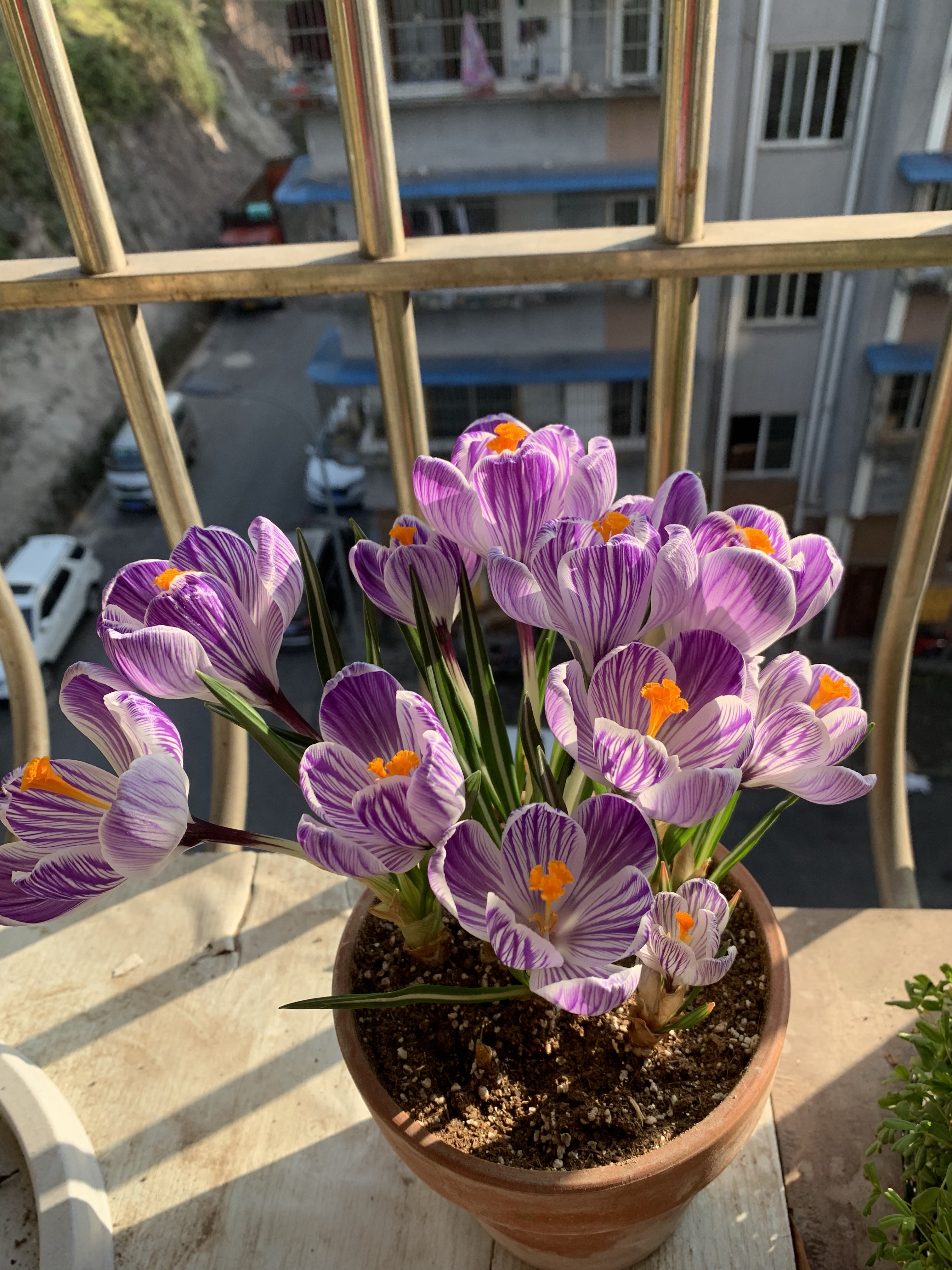 冬季养护花卉_富贵满堂盆花图片_年宵花推荐