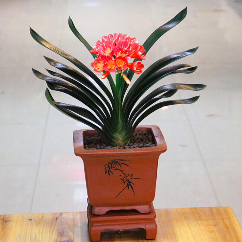 冬季养护花卉_年宵花推荐_富贵满堂盆花图片