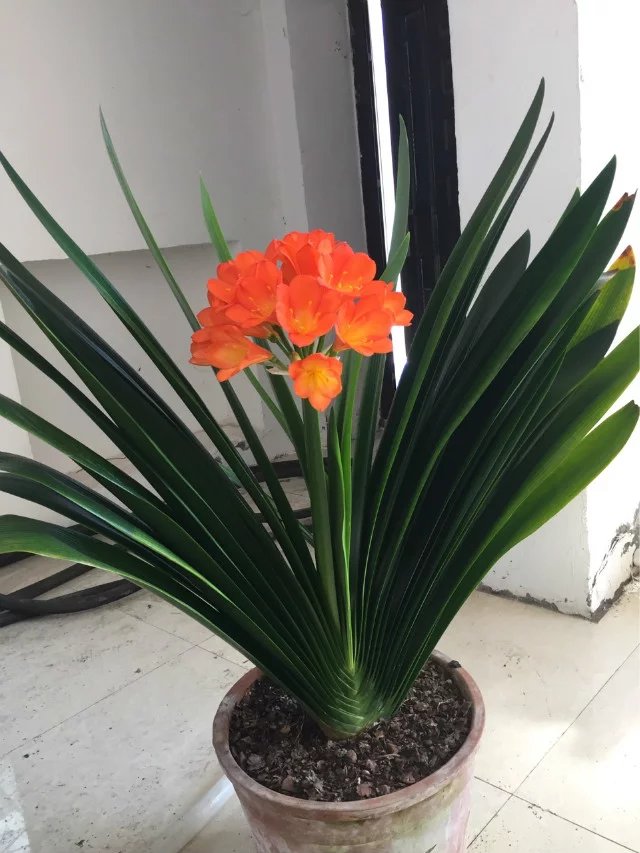 年宵花推荐_冬季养护花卉_富贵满堂盆花图片